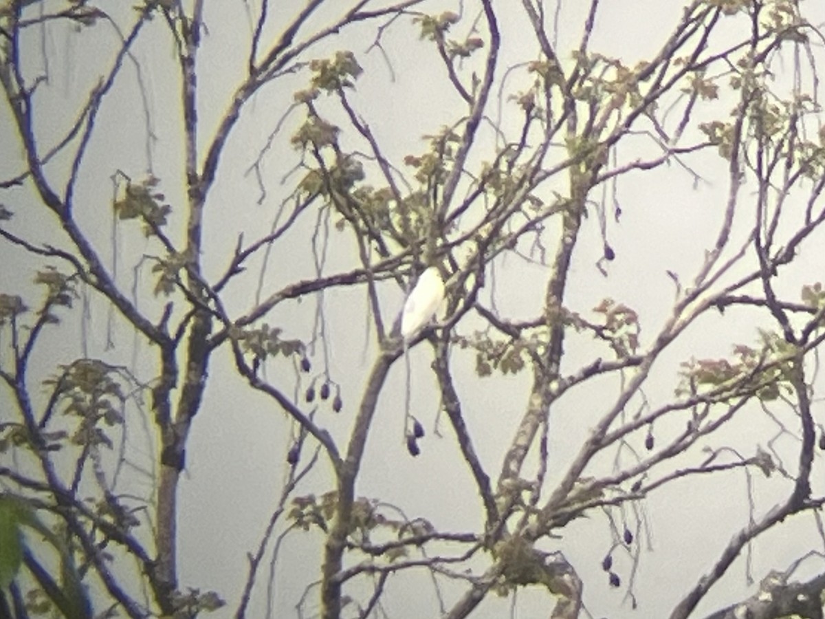 Snowy Cotinga - Kenny Frisch