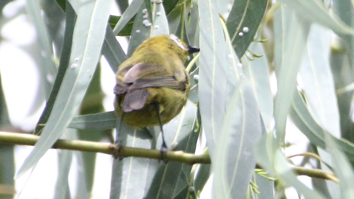 Kilimanjaro White-eye - ML617340908