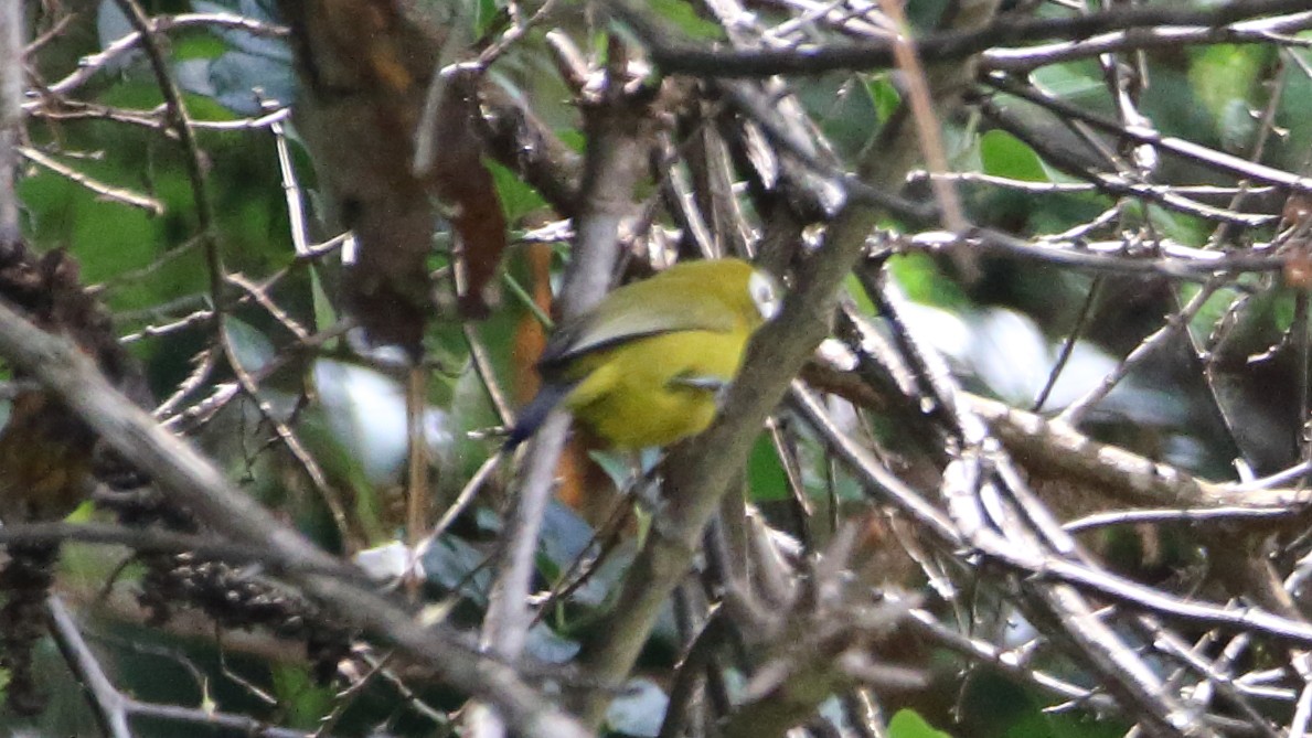 Kilimanjaro White-eye - ML617340910