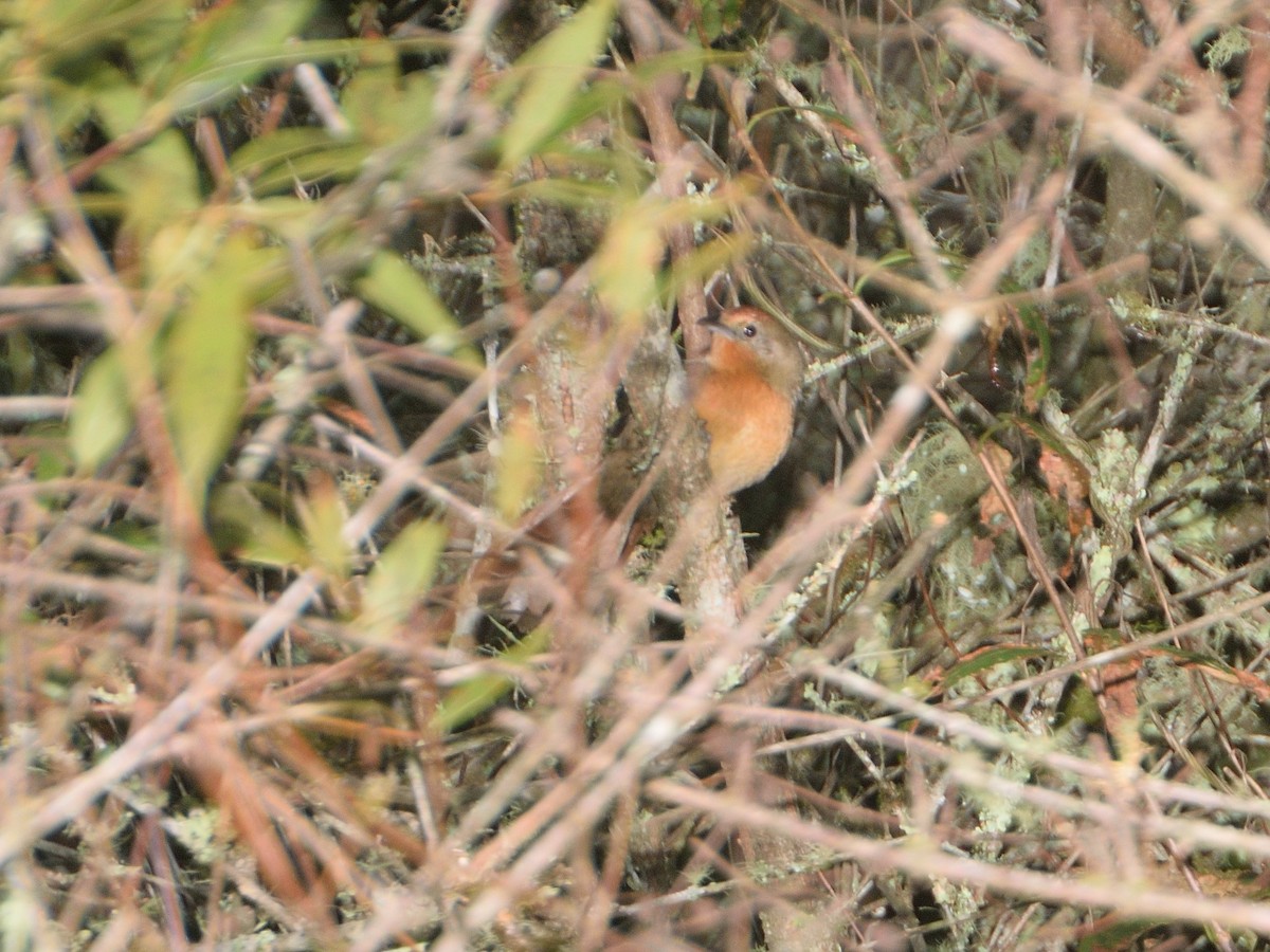 Orange-breasted Thornbird - Marcos de Campo