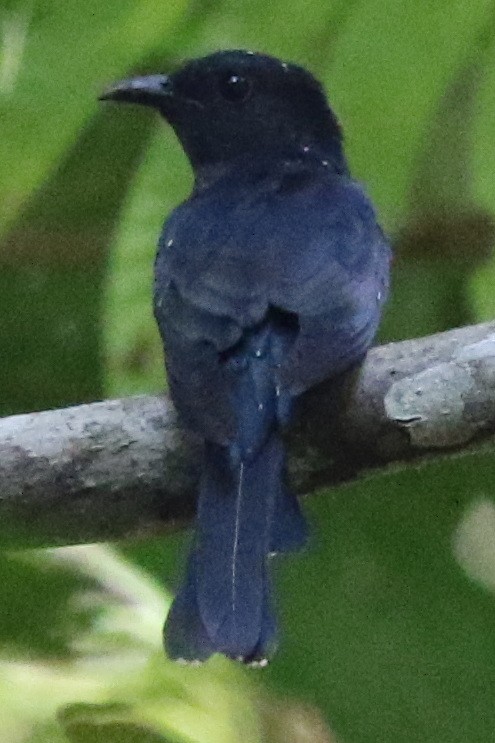 Square-tailed Drongo-Cuckoo - ML617340945