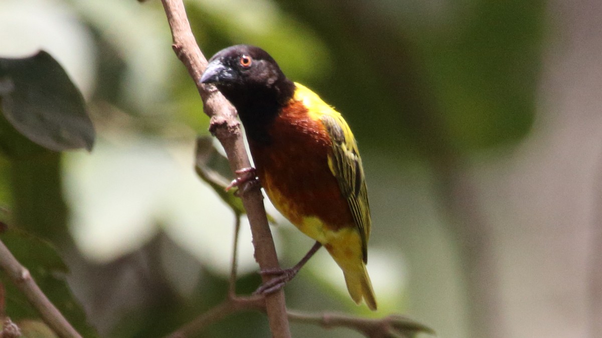 Golden-backed Weaver - ML617340976