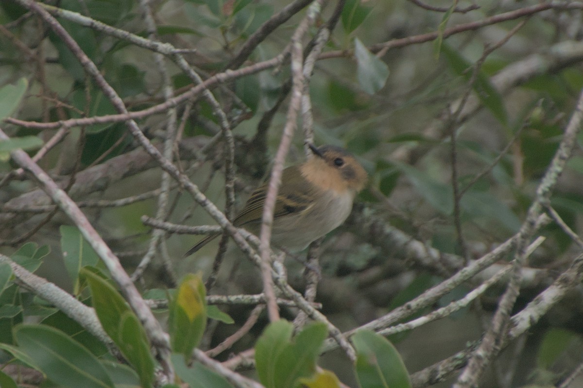 Ochre-faced Tody-Flycatcher - ML617340987