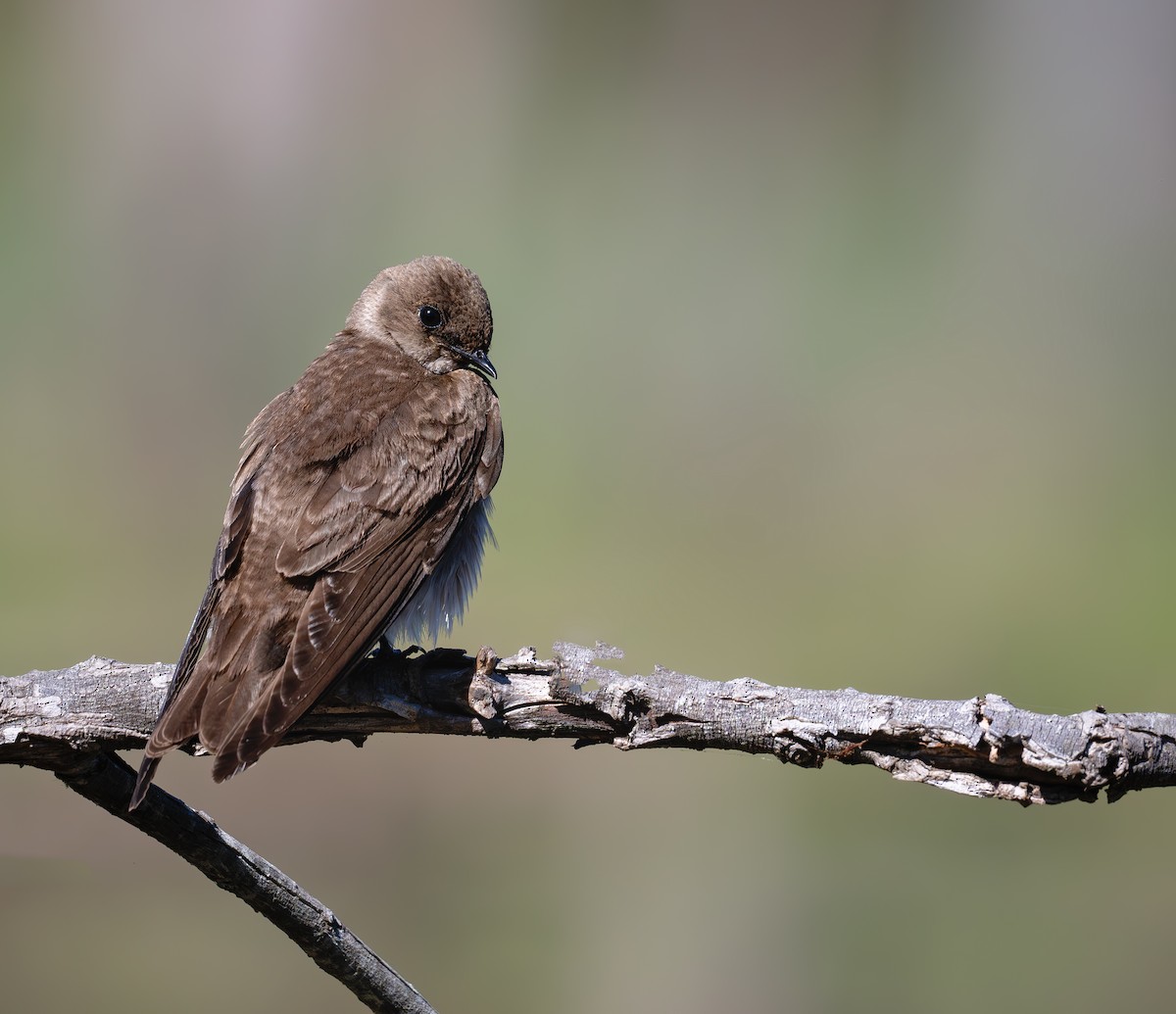 Northern Rough-winged Swallow - ML617341022