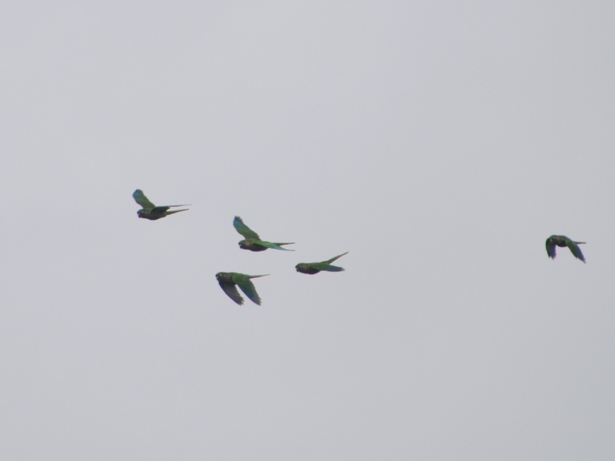 Maroon-bellied Parakeet - ML617341032