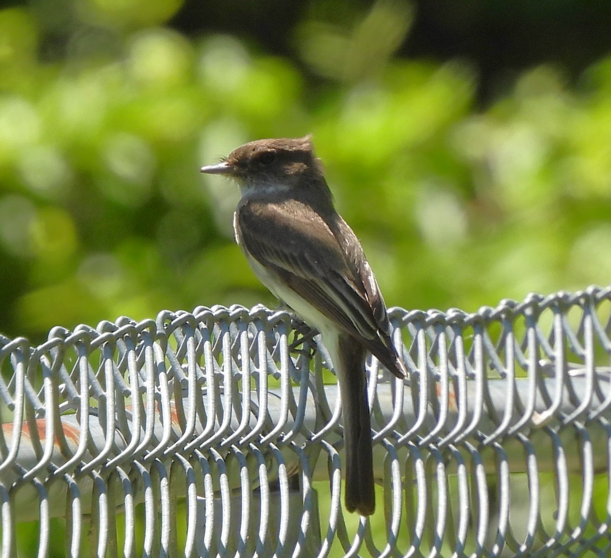 Eastern Phoebe - ML617341051