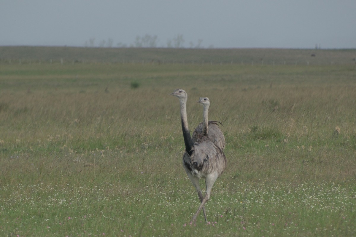 Greater Rhea - ML617341076