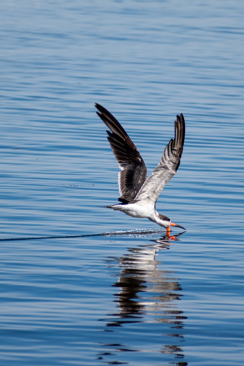 Black Skimmer - ML617341085