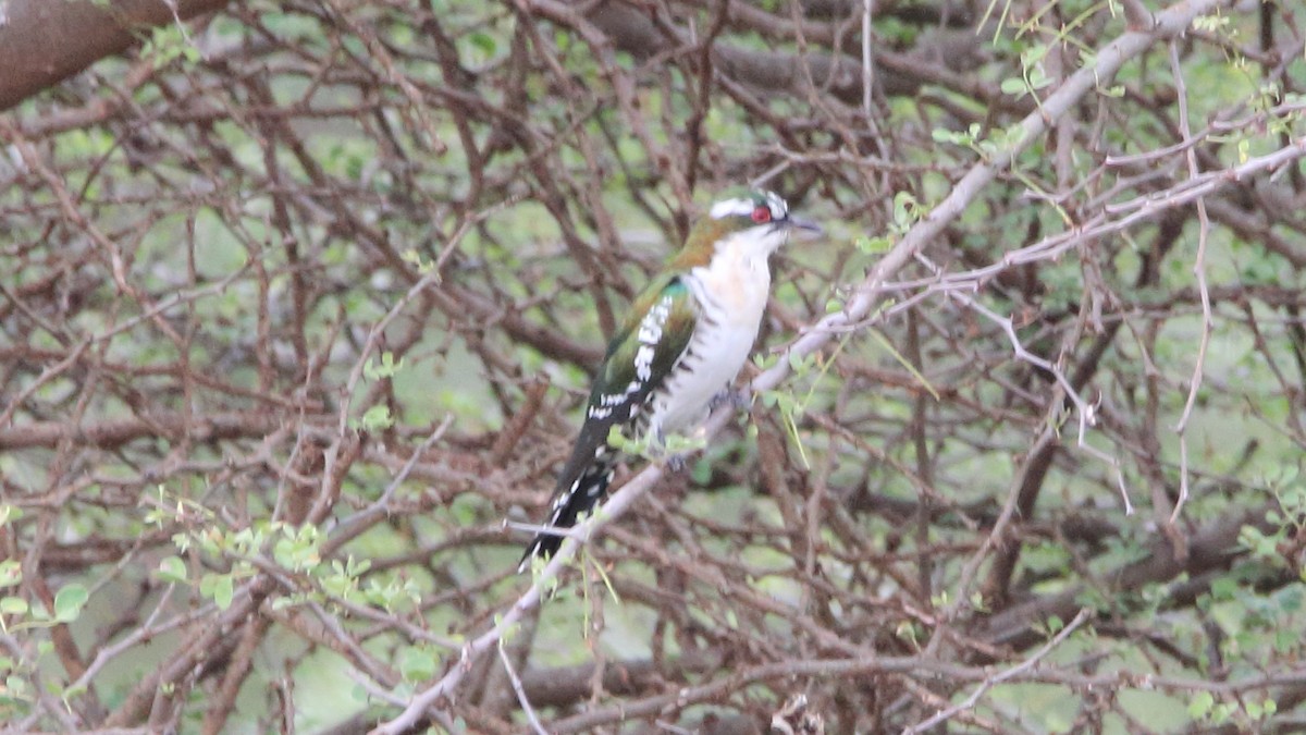 Dideric Cuckoo - ML617341091