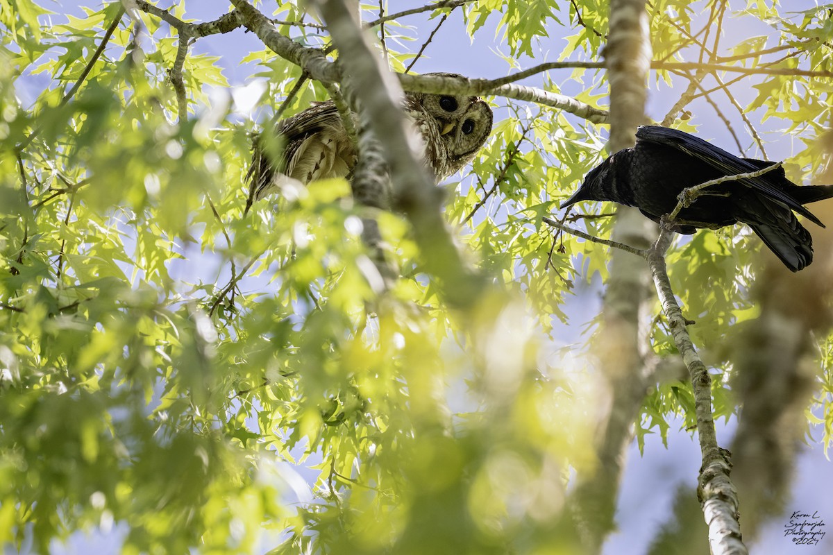 Barred Owl - ML617341097