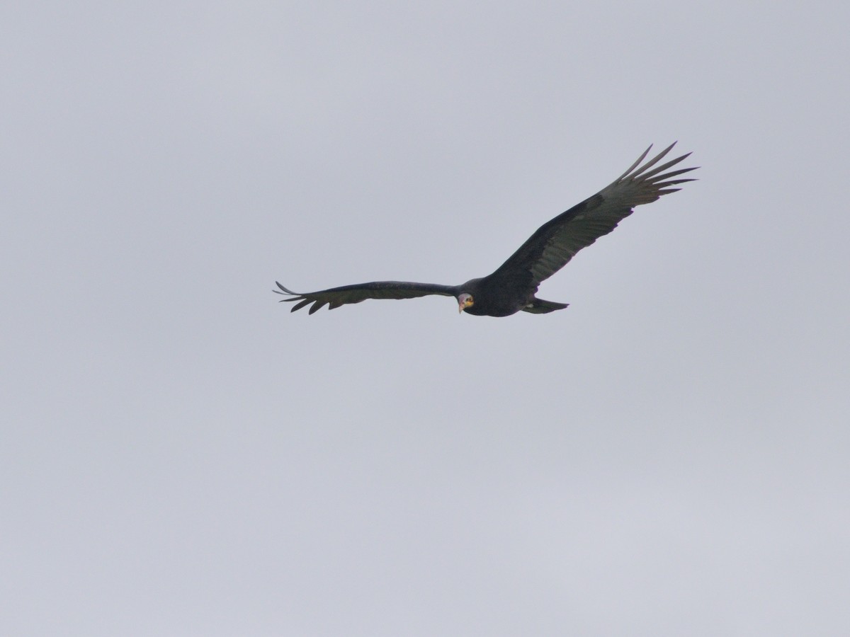 Lesser Yellow-headed Vulture - ML617341100