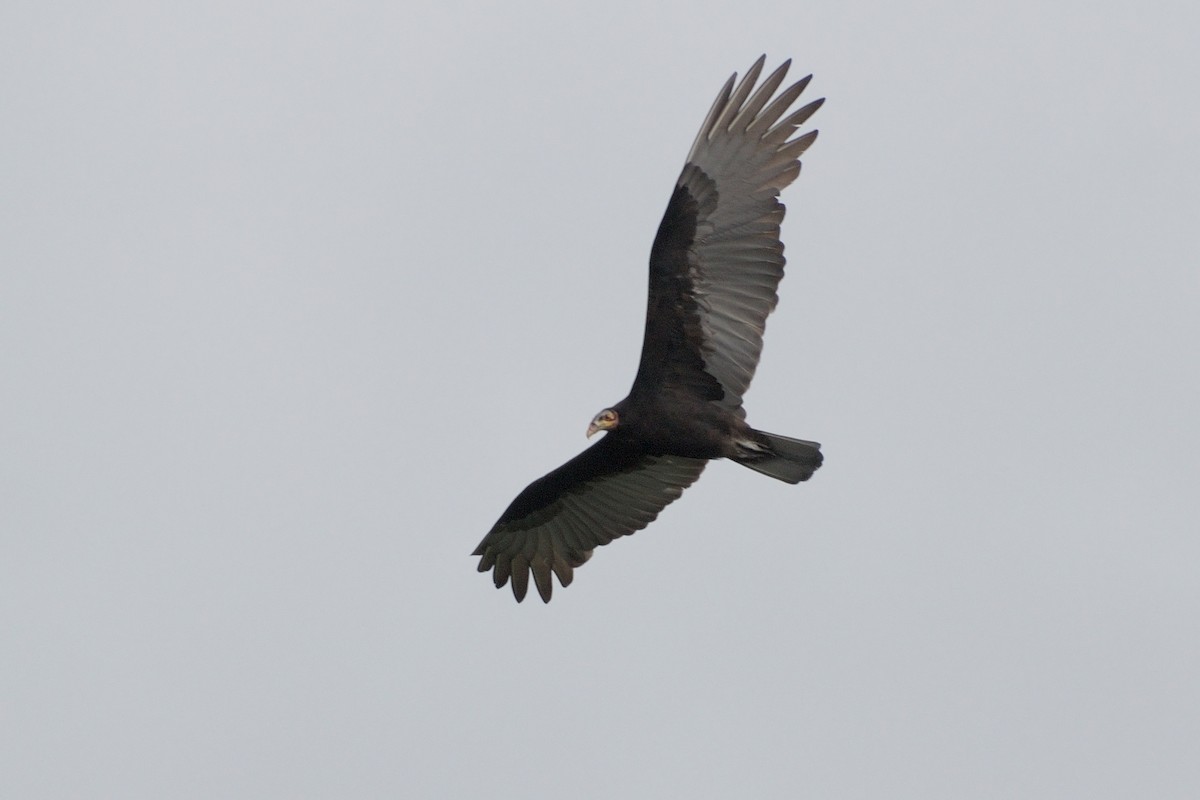 Lesser Yellow-headed Vulture - ML617341101