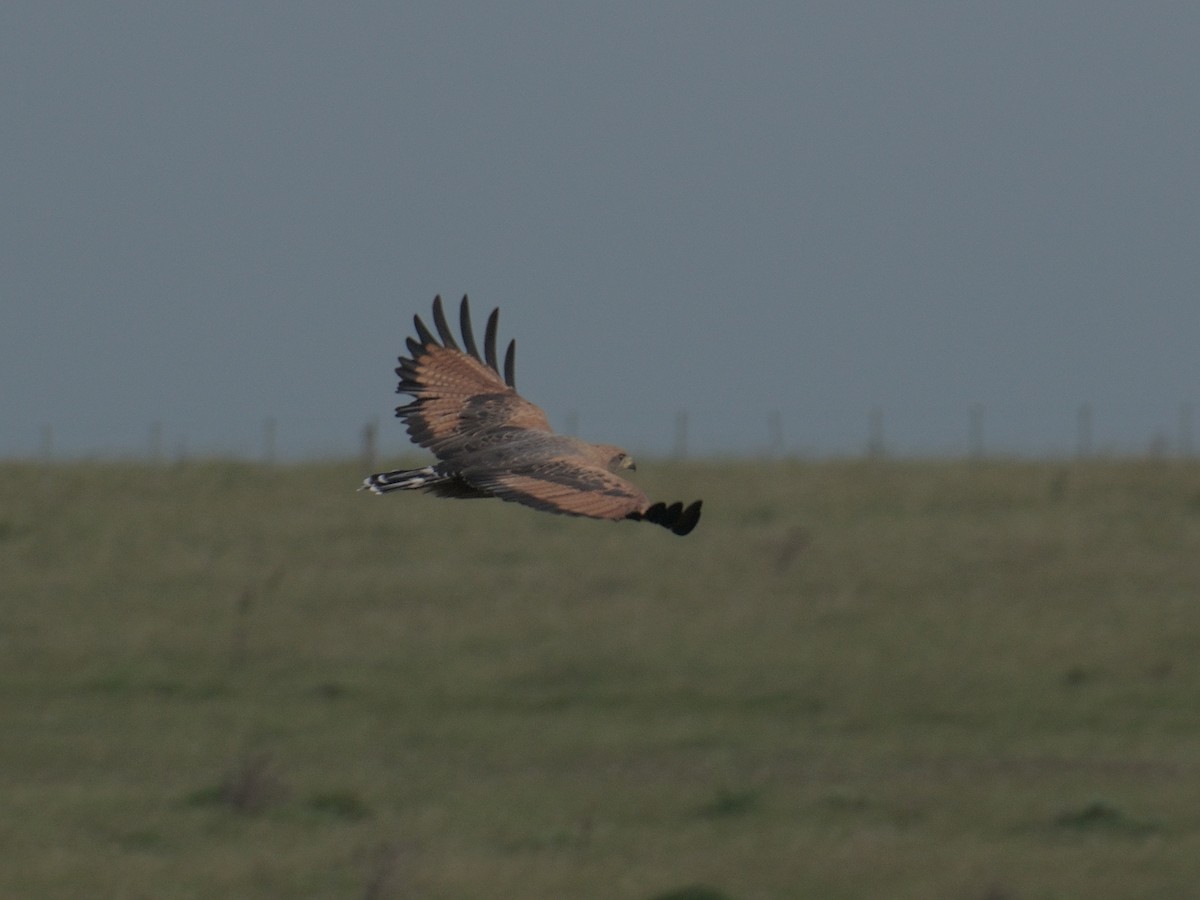 Savanna Hawk - ML617341111