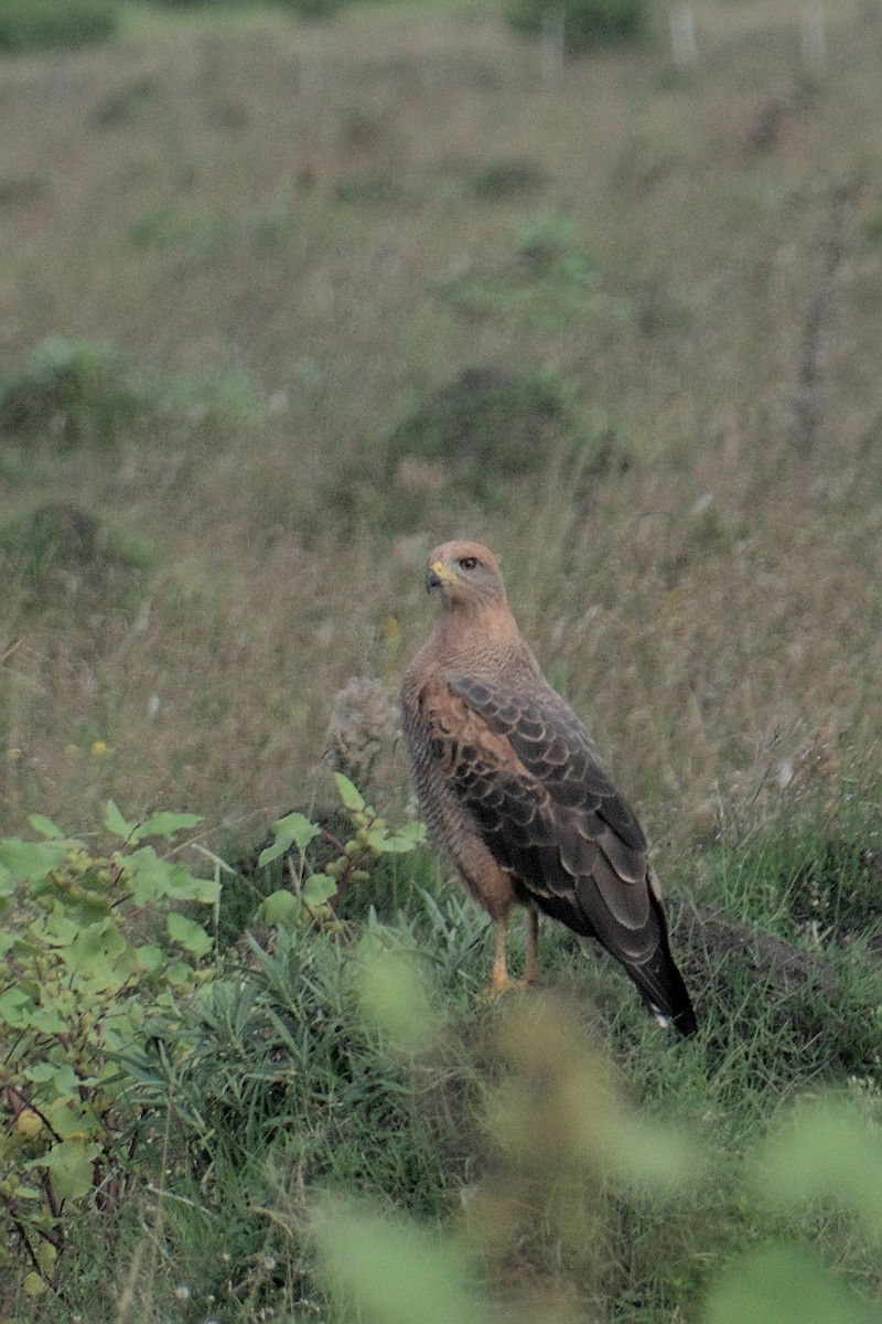 Savanna Hawk - ML617341112