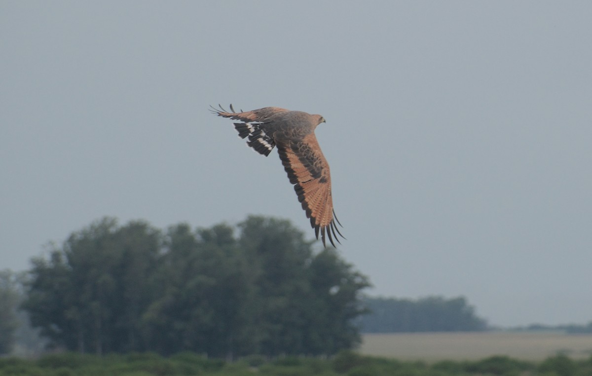 Savanna Hawk - ML617341114