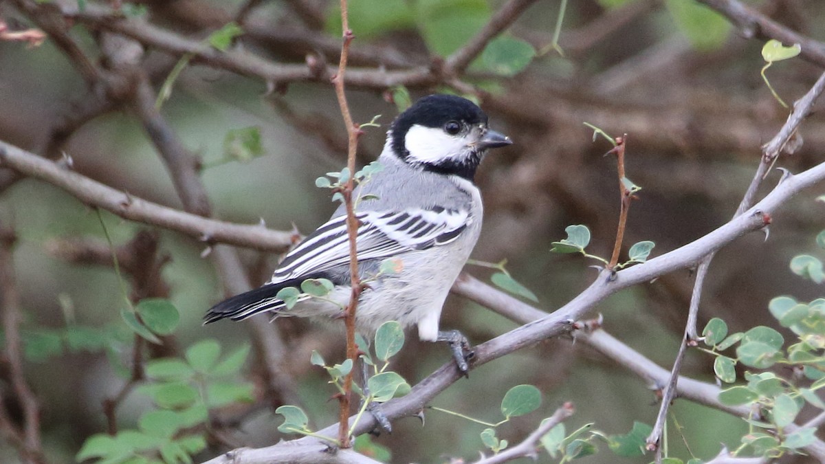 Somali Tit - ML617341133