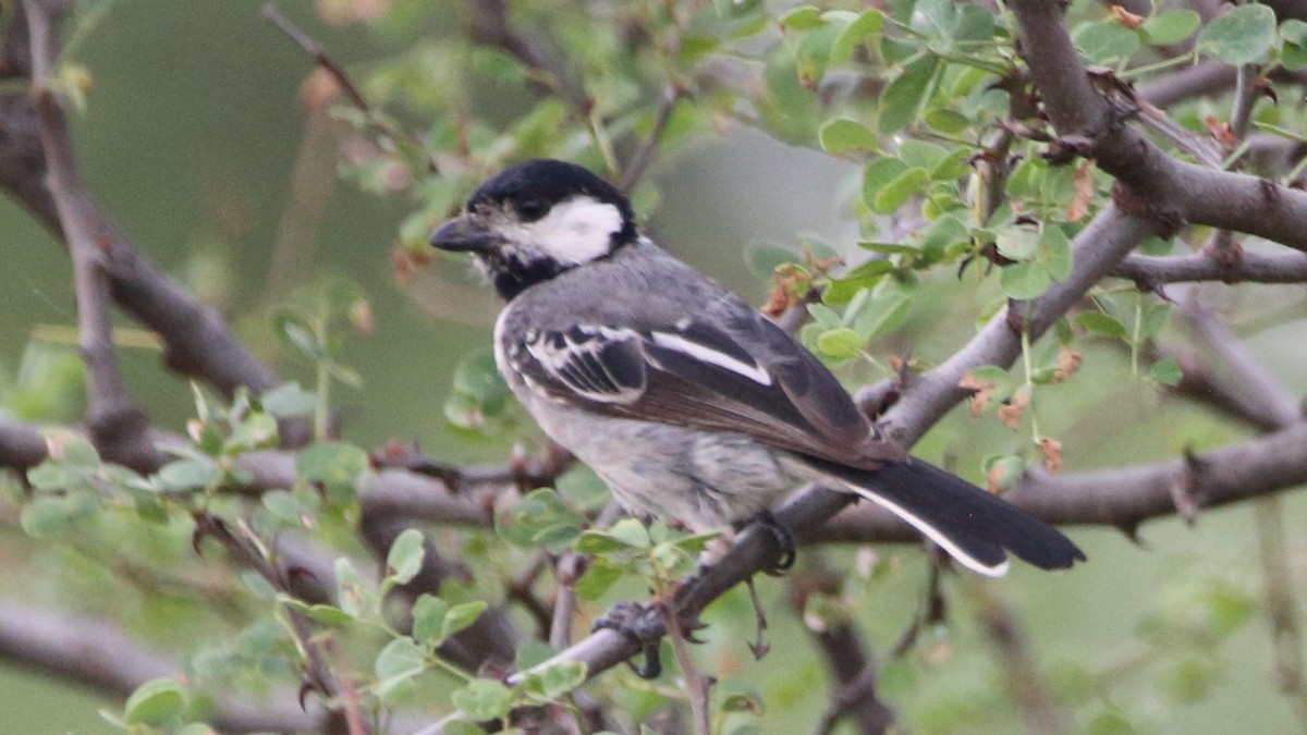 Somali Tit - ML617341134