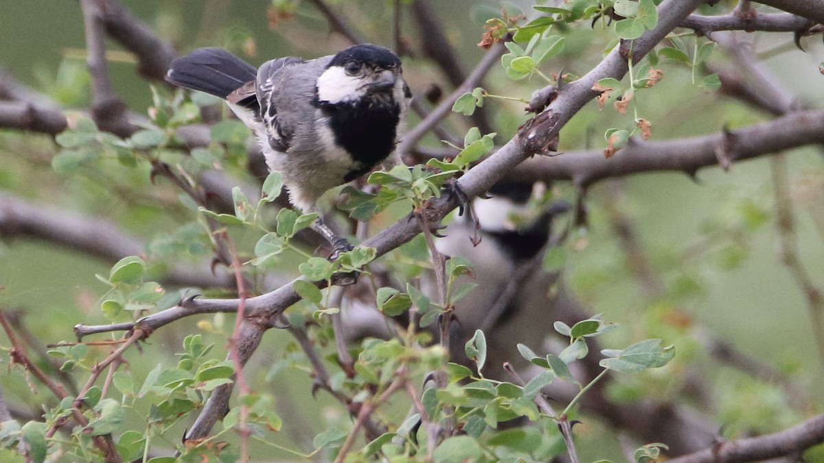 Somali Tit - ML617341135