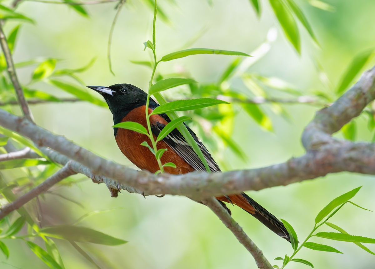 Orchard Oriole - Karen Szafrajda