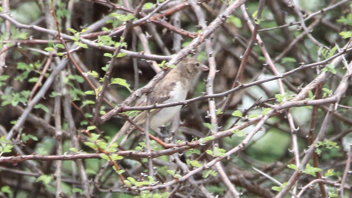 Yellow-spotted Bush Sparrow - ML617341176