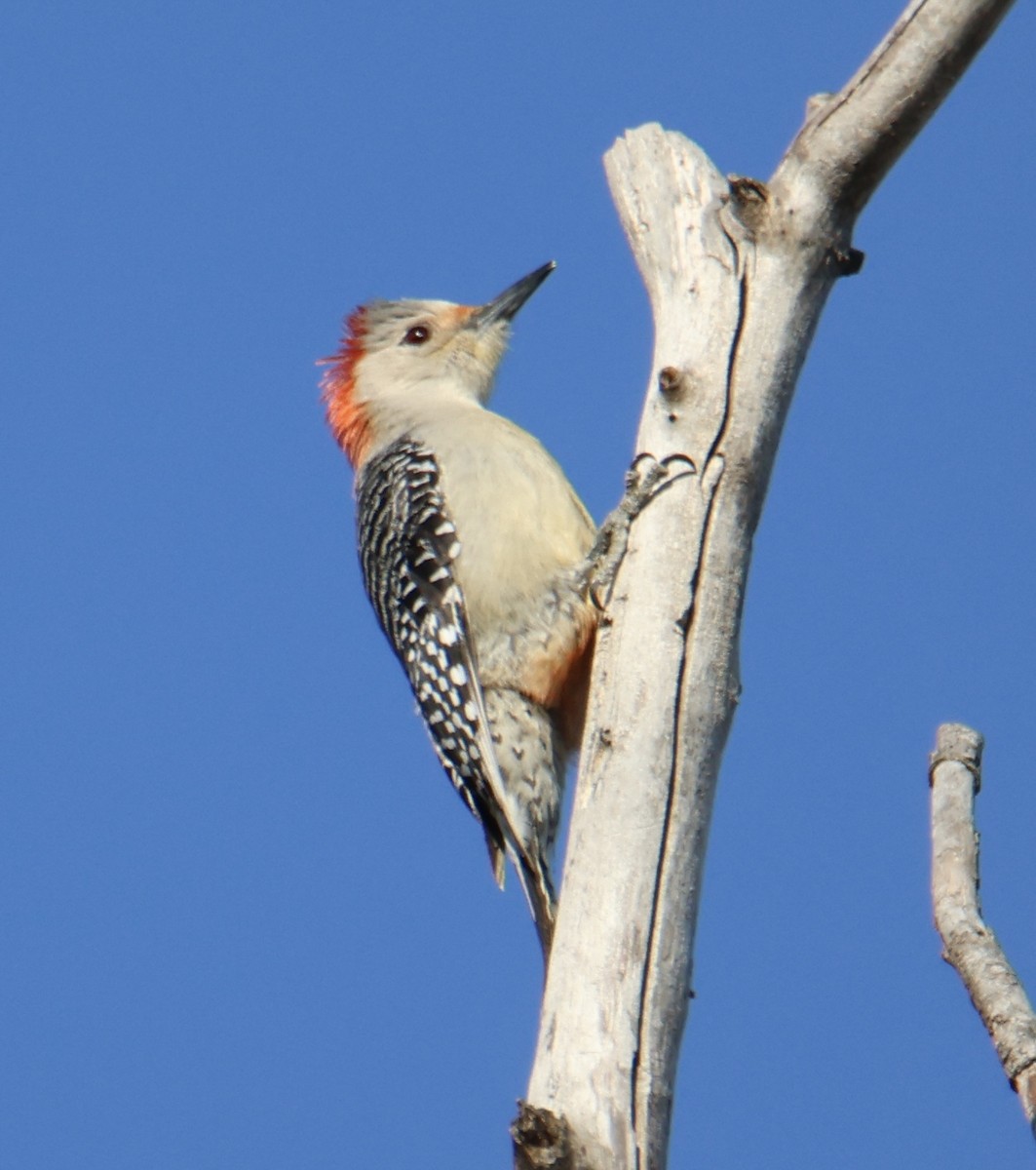Red-bellied Woodpecker - Kathryn Deetz 🦢