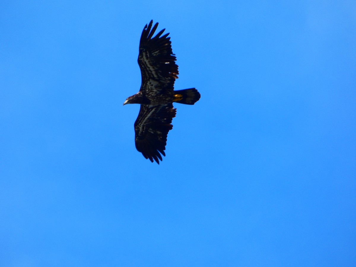 Bald Eagle - Aldrin Leung