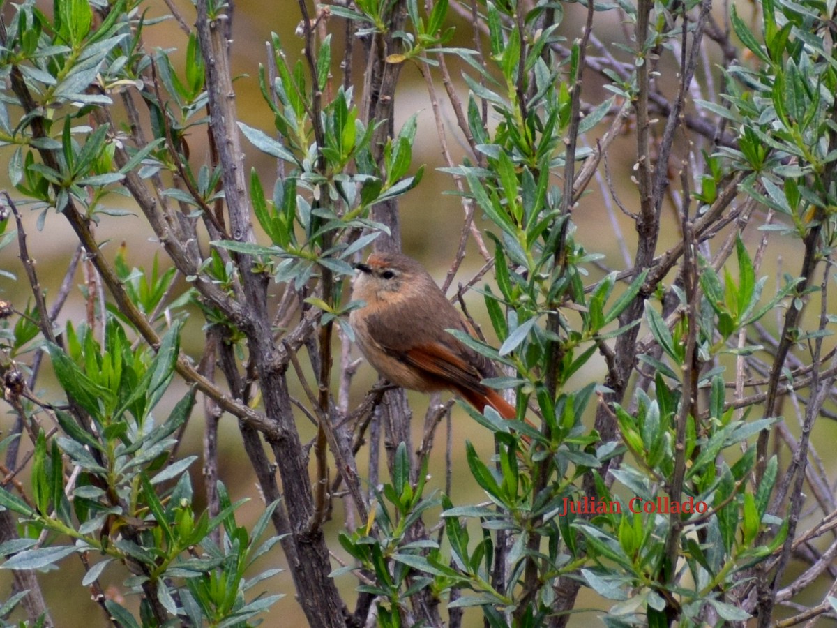 rustnålstjert - ML617341214