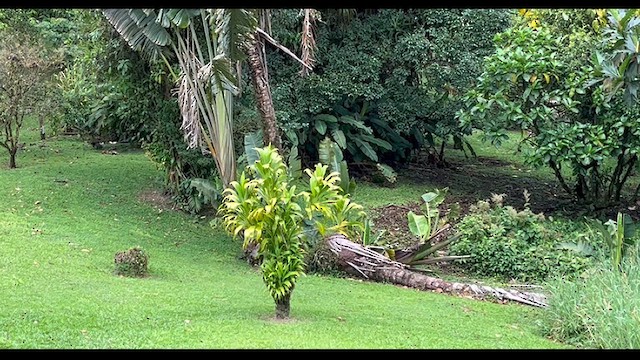 Crested Guan - ML617341218