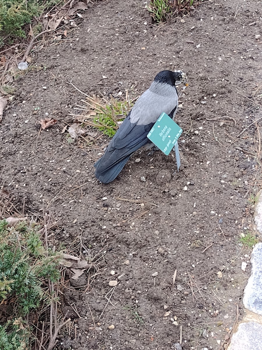 Hooded Crow - ML617341232