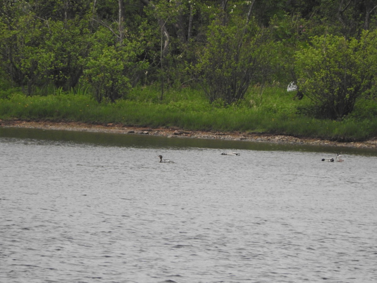 Red-breasted Merganser - ML617341233