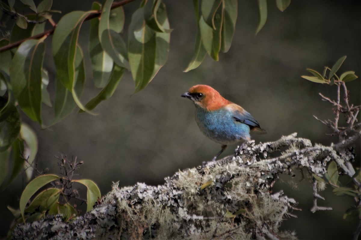 Chestnut-backed Tanager - ML617341260