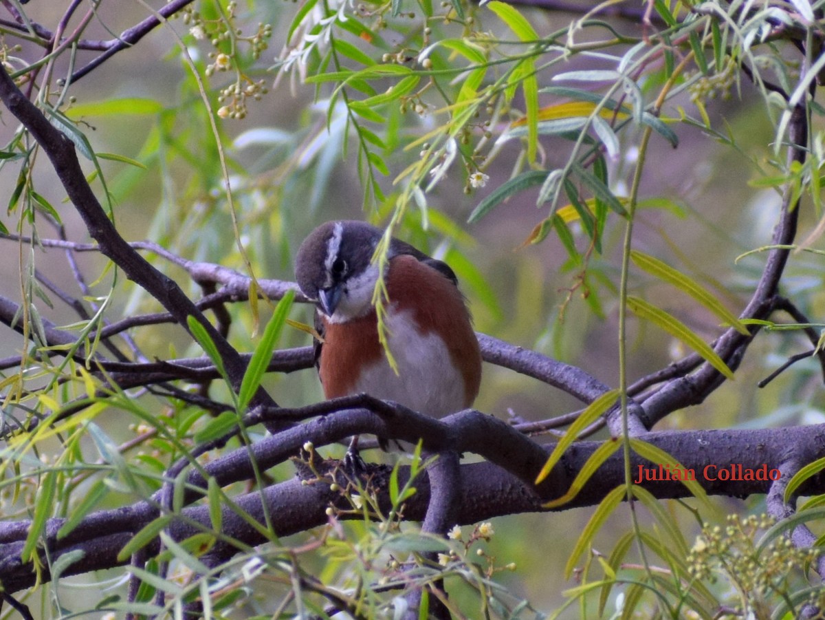 Bolivian Warbling Finch - ML617341261