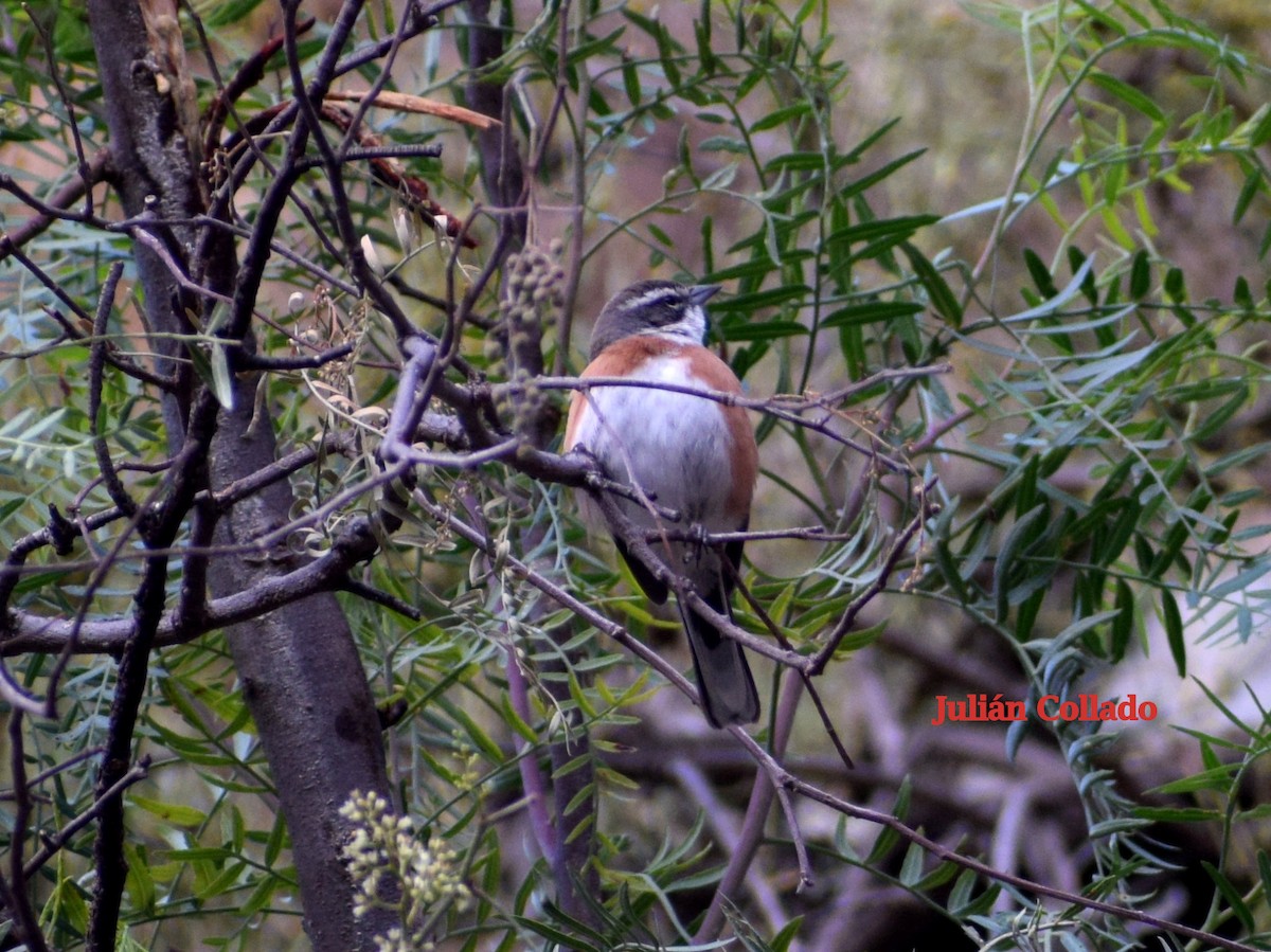 Bolivian Warbling Finch - ML617341262