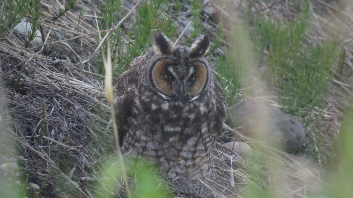 Long-eared Owl - ML617341273