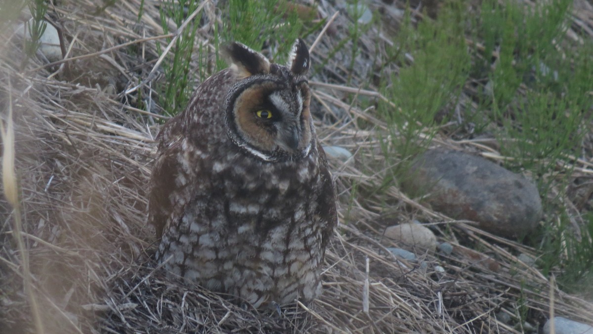 Long-eared Owl - ML617341275