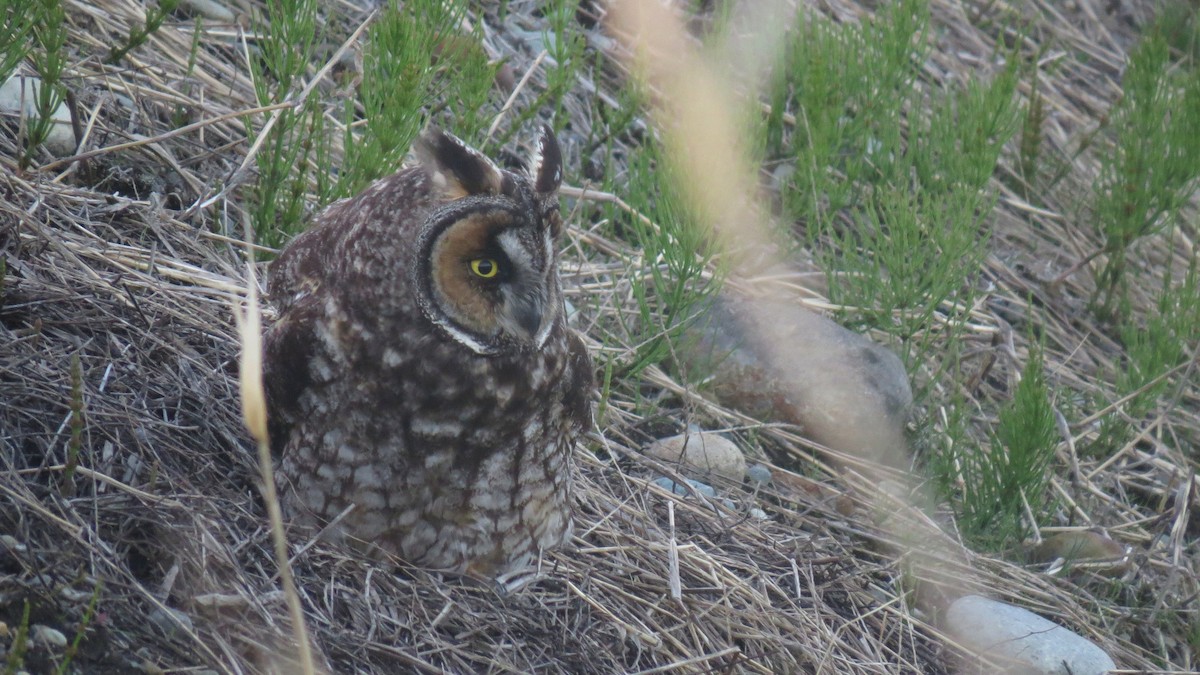 Long-eared Owl - ML617341276