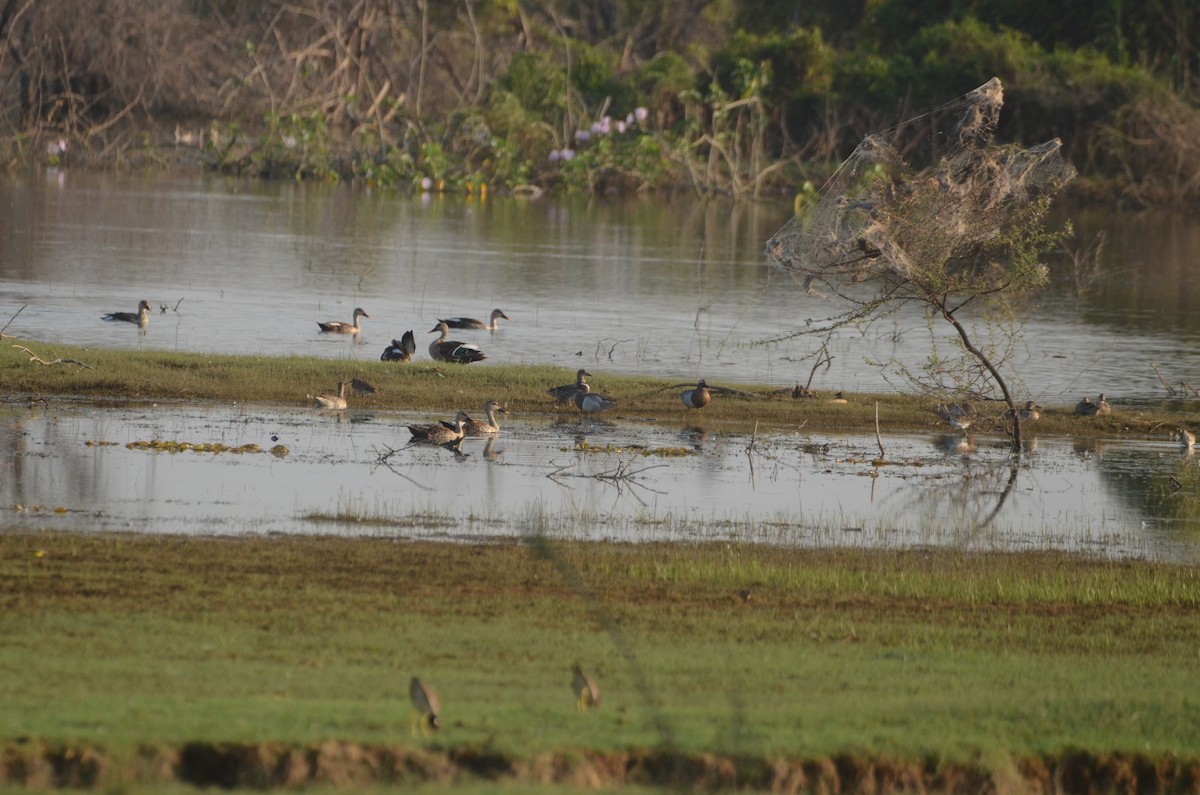 Garganey - ML617341299