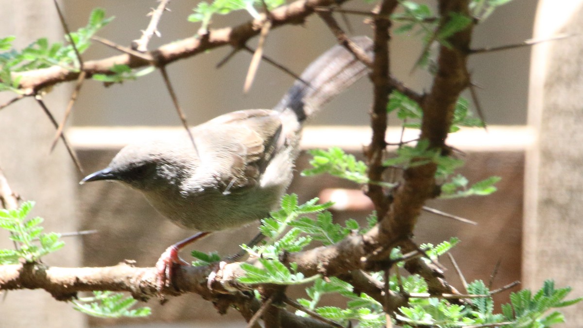 Gray Wren-Warbler - ML617341300