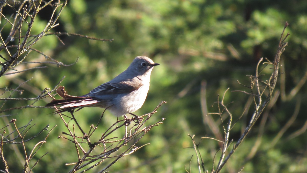 Townsend's Solitaire - Josiah Chase