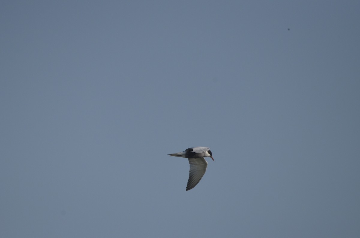 Whiskered Tern - ML617341380