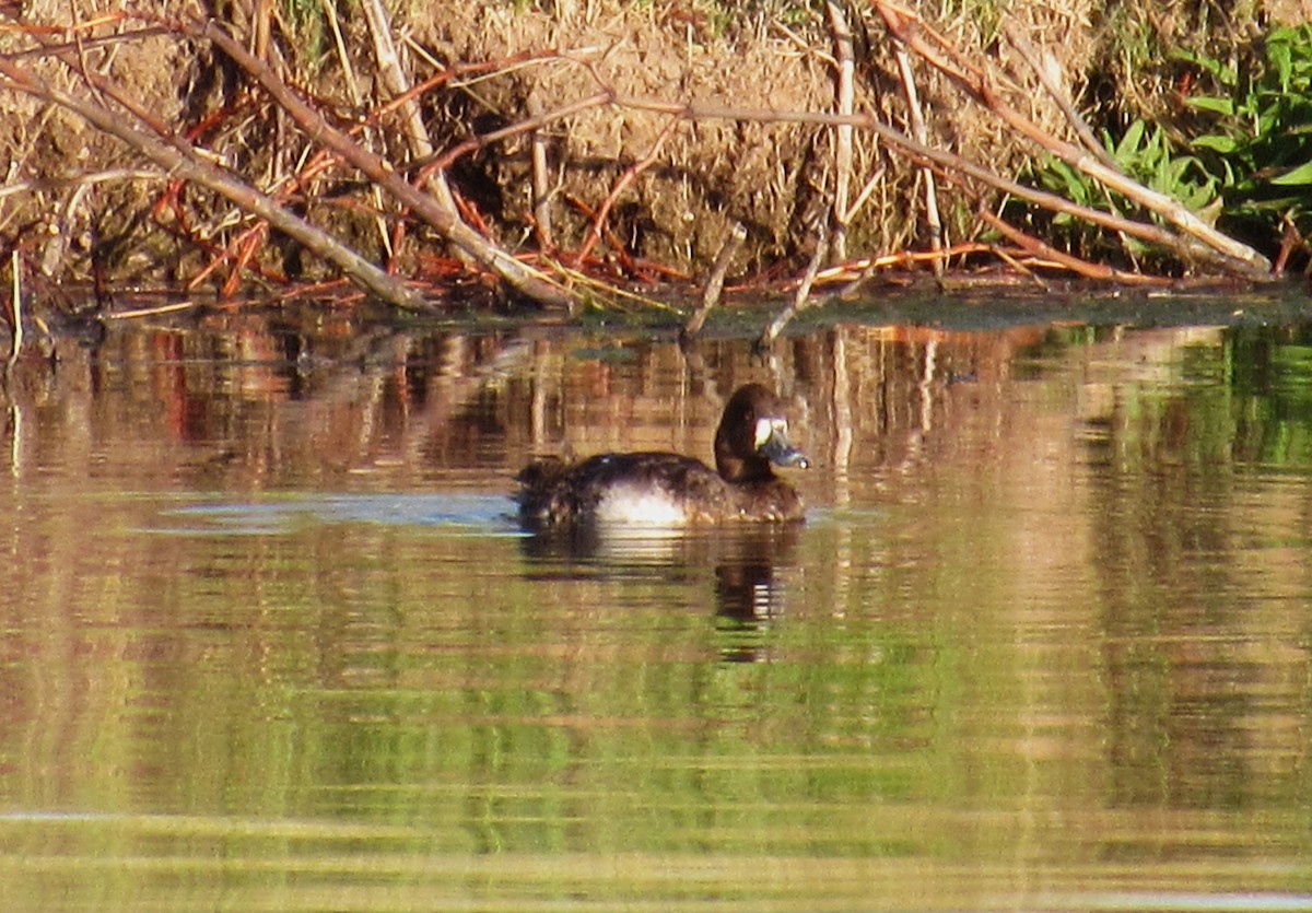 Greater Scaup - ML617341399