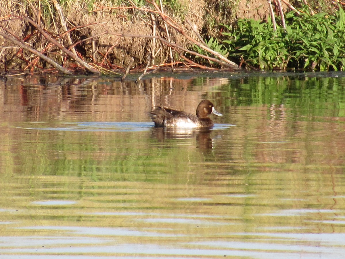 Greater Scaup - ML617341400