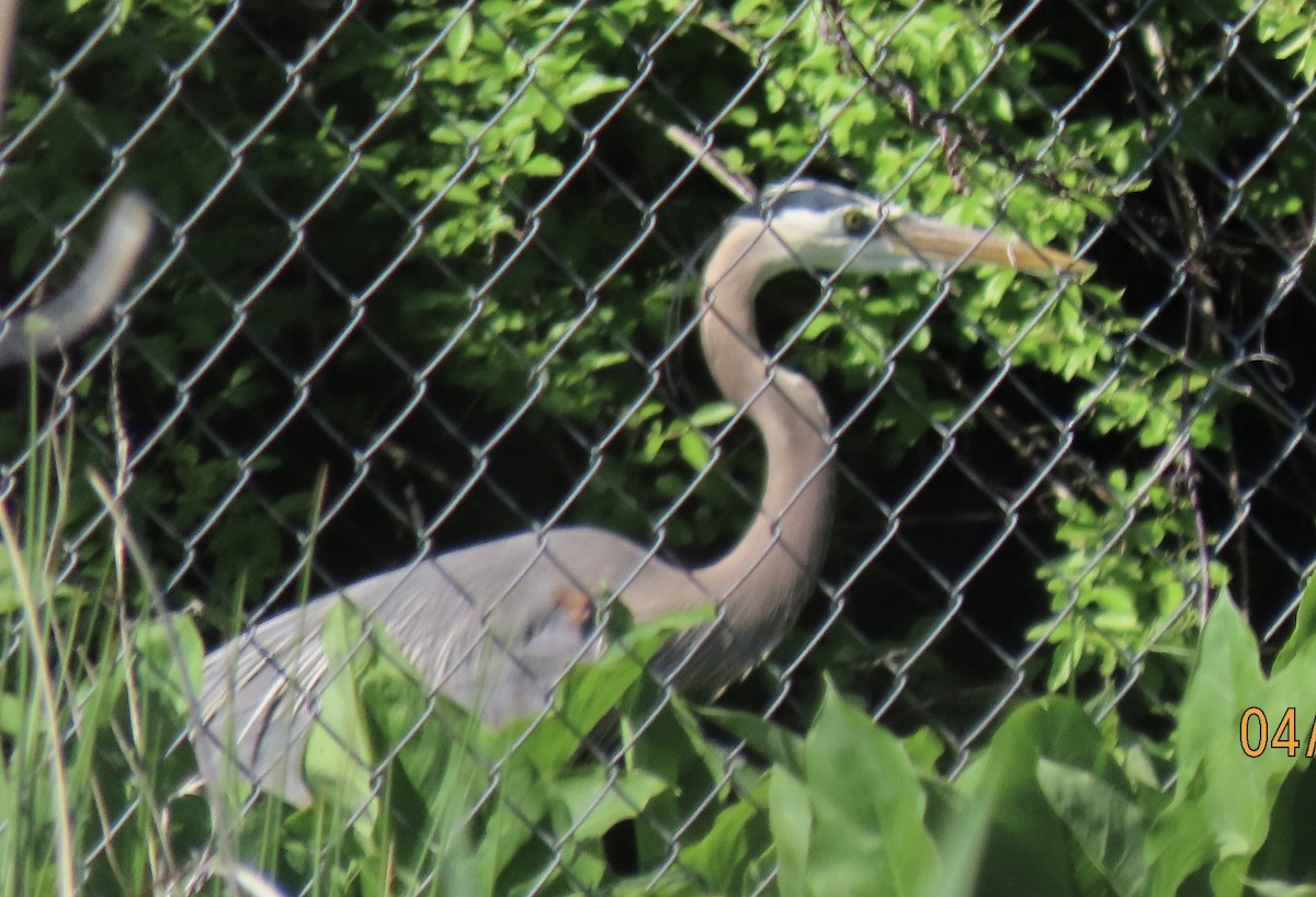 Great Blue Heron - ML617341444