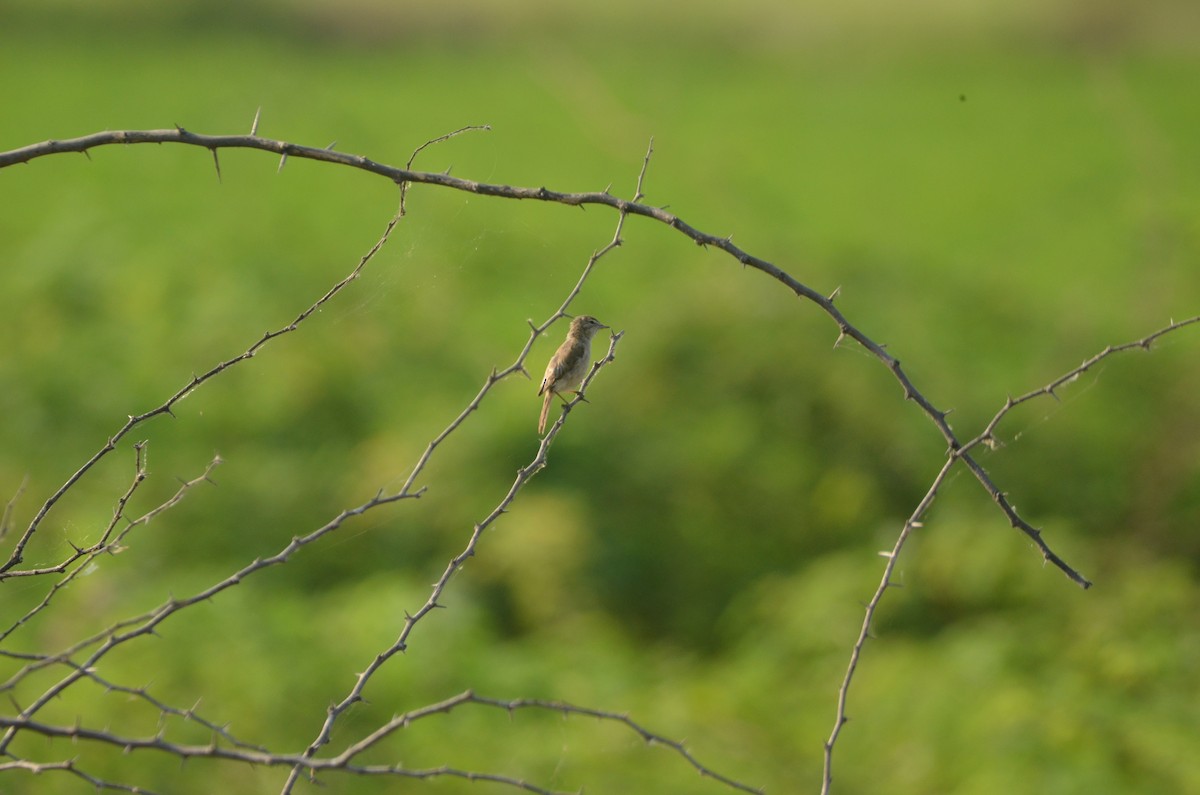 Clamorous Reed Warbler - ML617341453