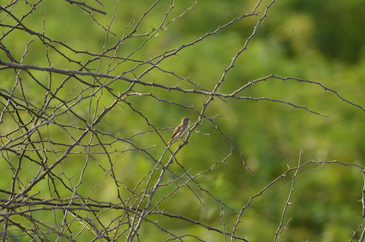 Clamorous Reed Warbler - ML617341454