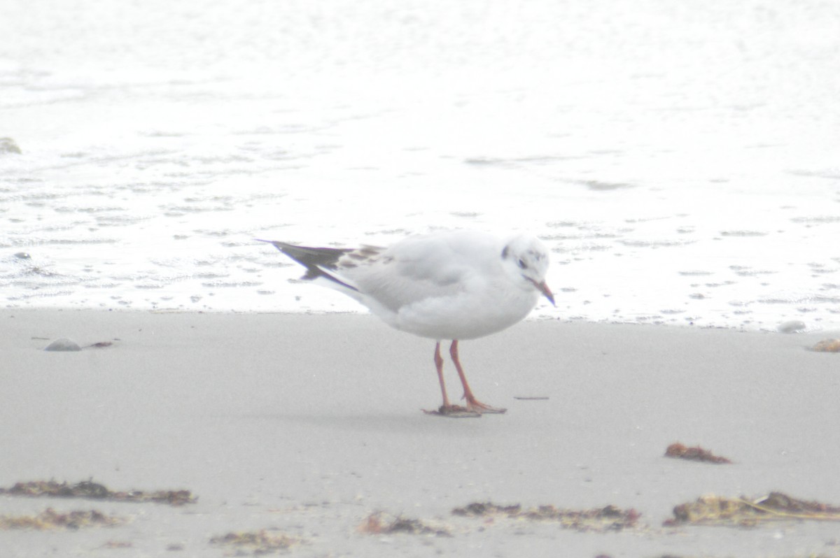 Black-headed Gull - ML617341458