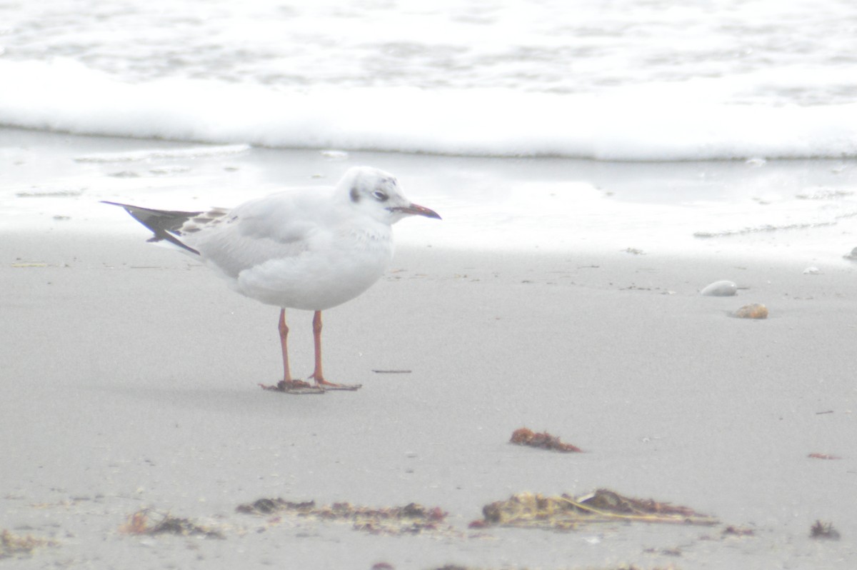 Black-headed Gull - ML617341468