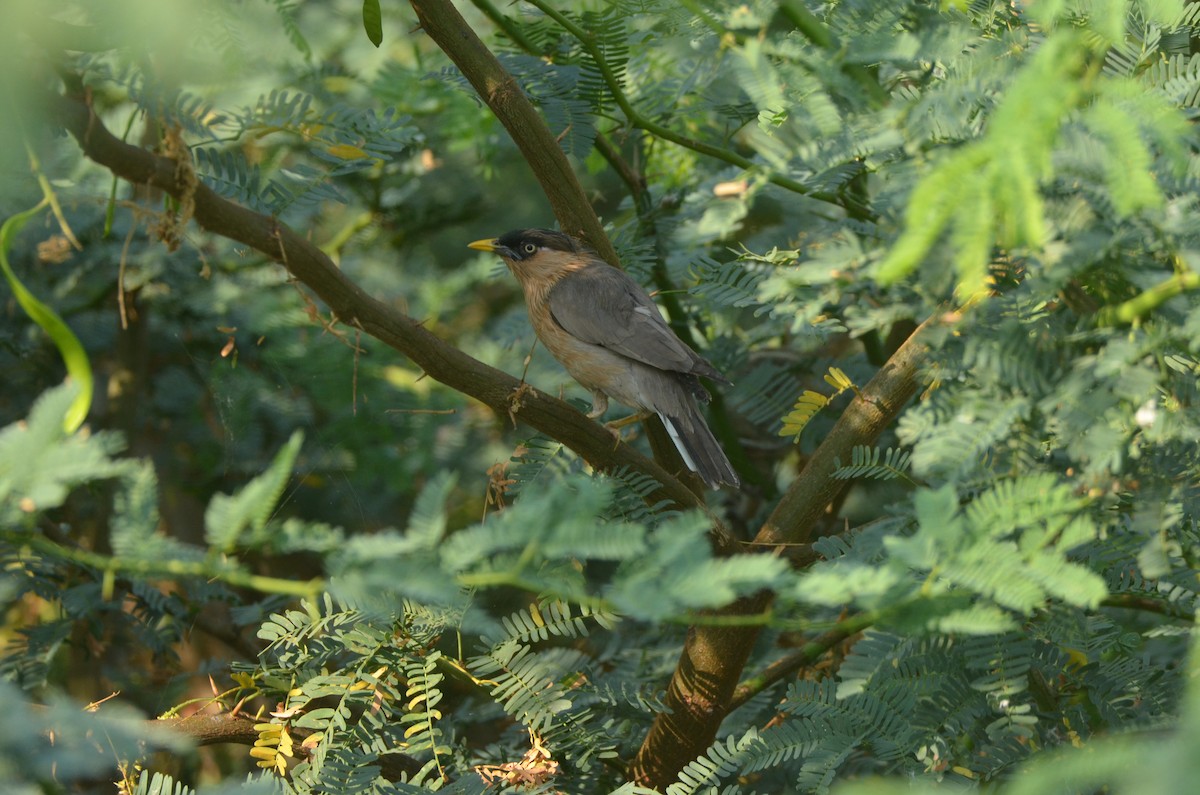 Brahminy Starling - ML617341469