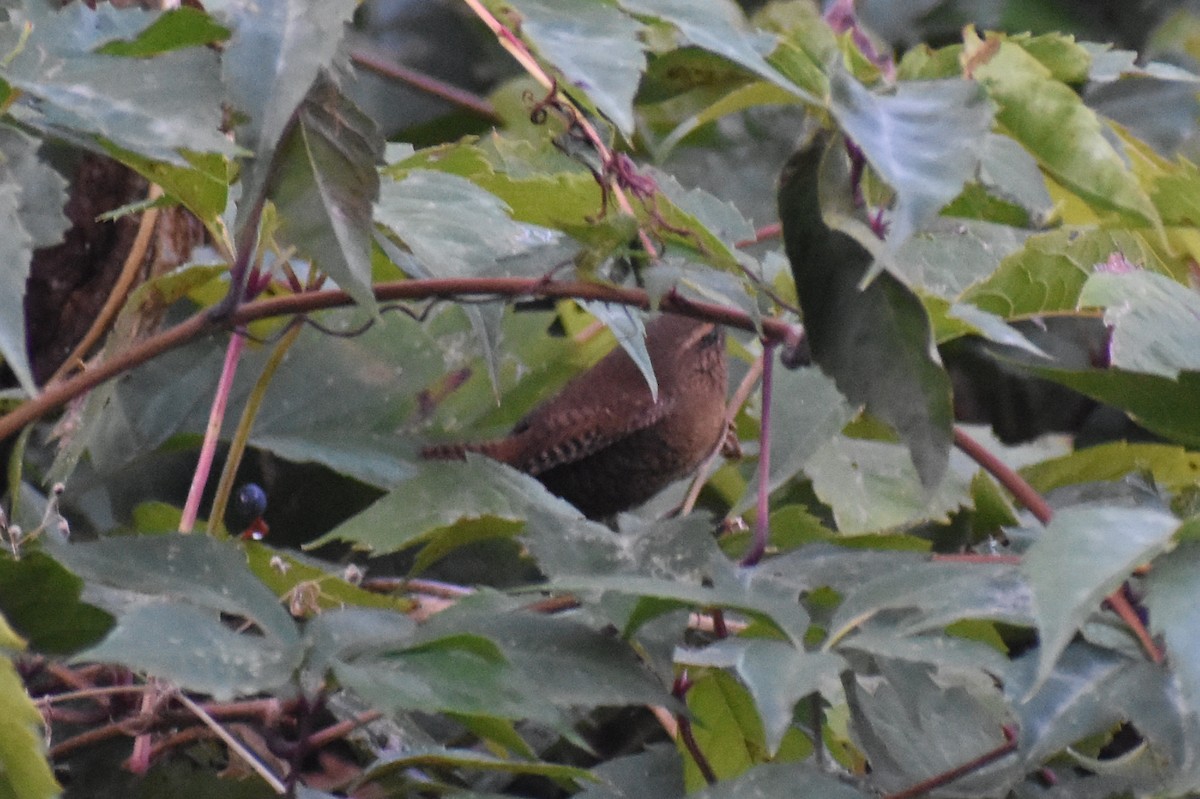 Pacific Wren - ML617341479