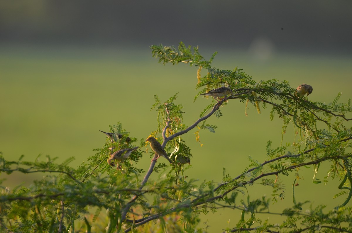 Baya Weaver - ML617341484